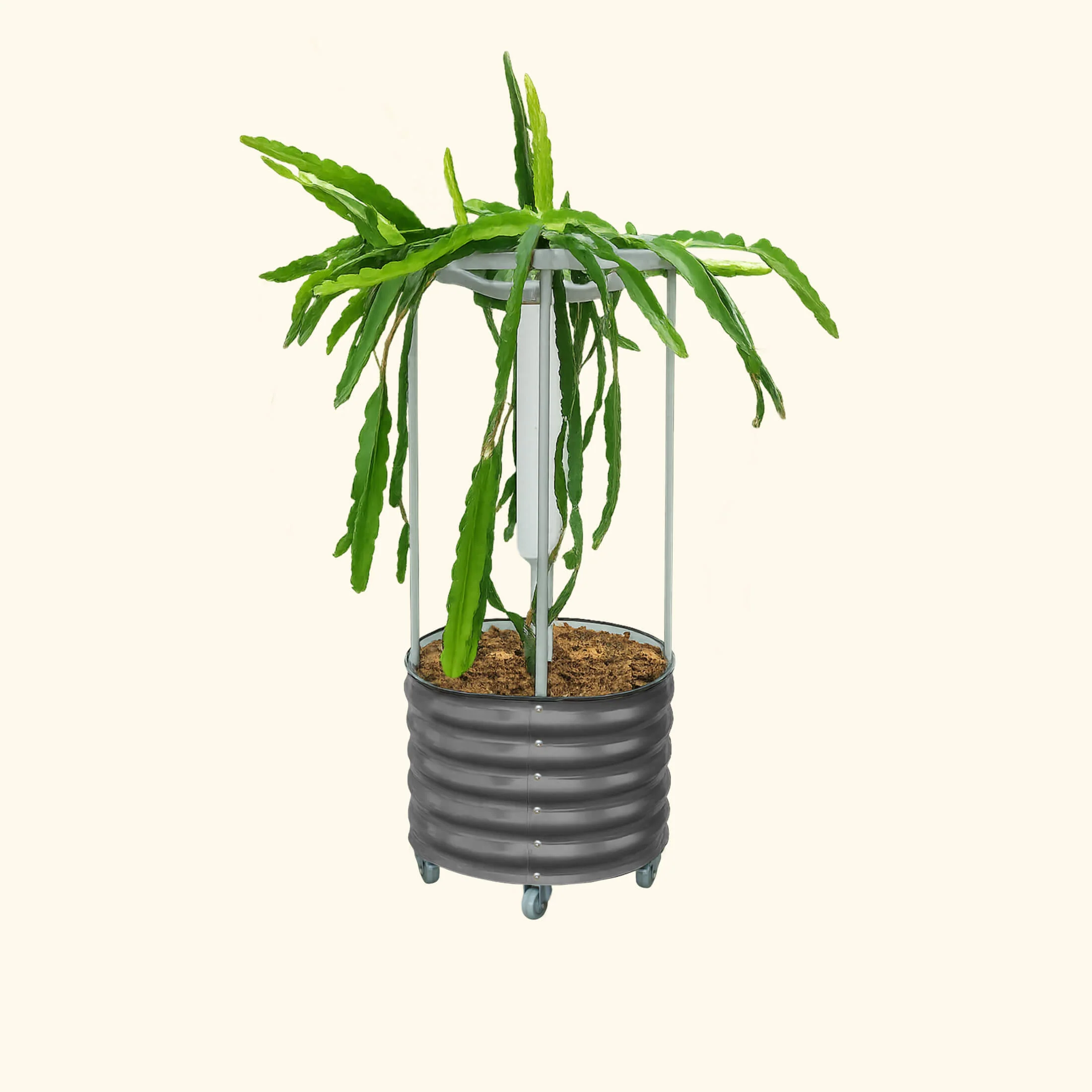 Classic Rolling Dragon Fruit Planter Gen 2 - Image 3