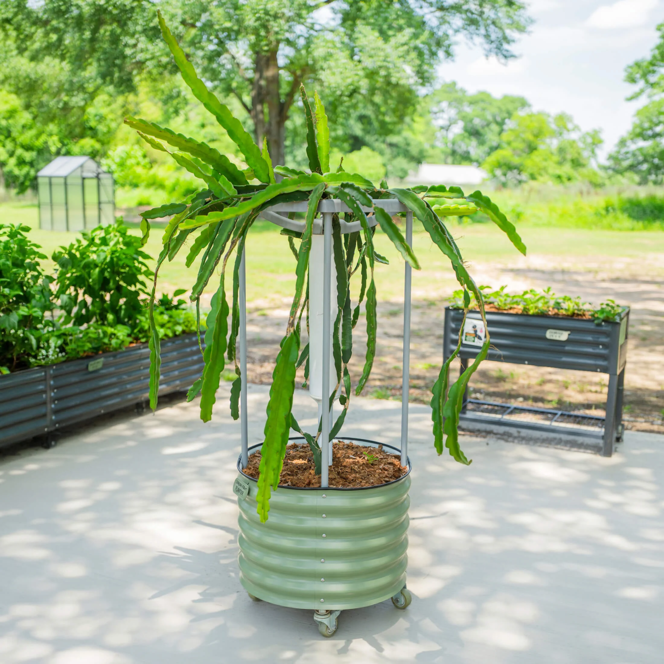 Classic Rolling Dragon Fruit Planter Gen 2 - Image 4