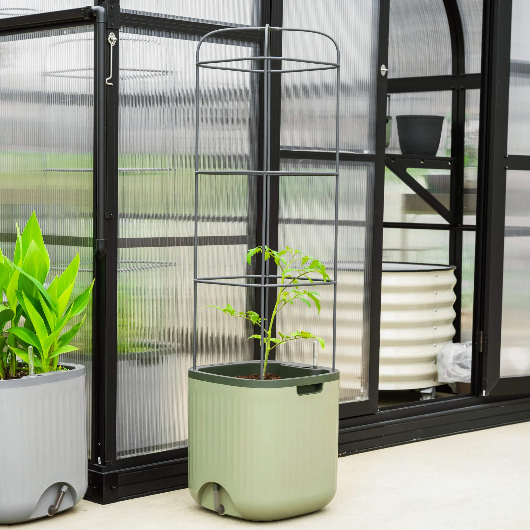 EZ Self-Watering Tomato Planter with Trellis Gen 2 - Image 11