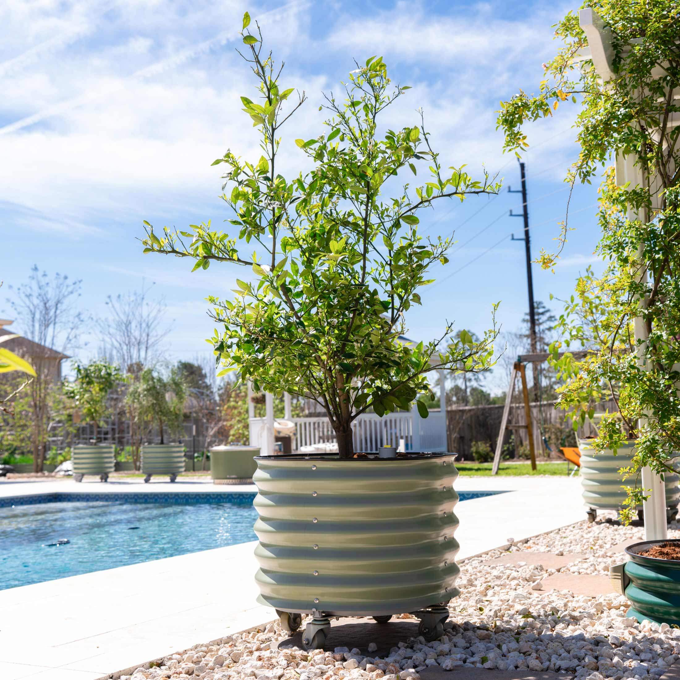 Self-Watering Rolling Citrus Tree Planter 30 Gallon - Gen 2 - Image 15