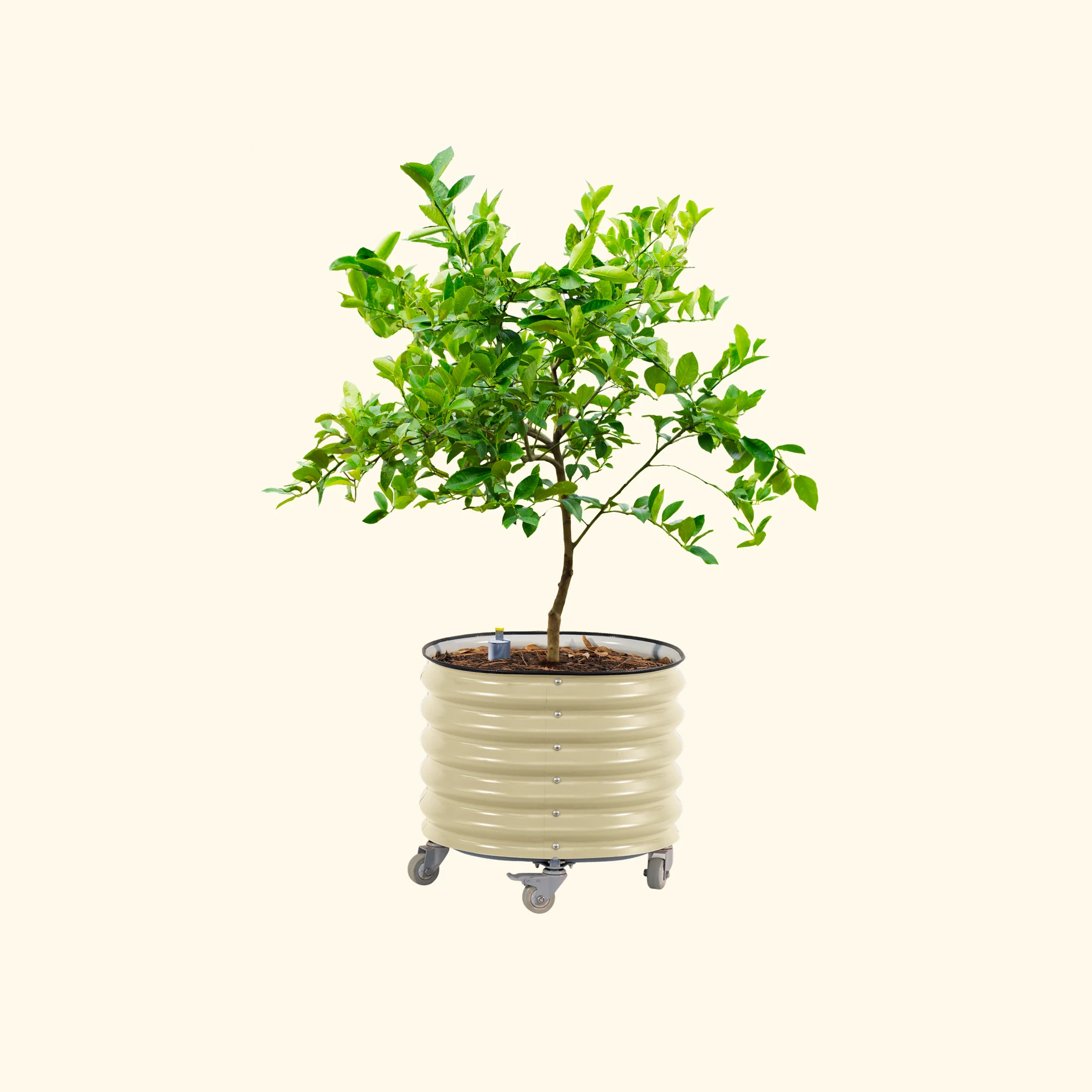 Self-Watering Rolling Citrus Tree Planter 30 Gallon - Gen 2 - Image 3