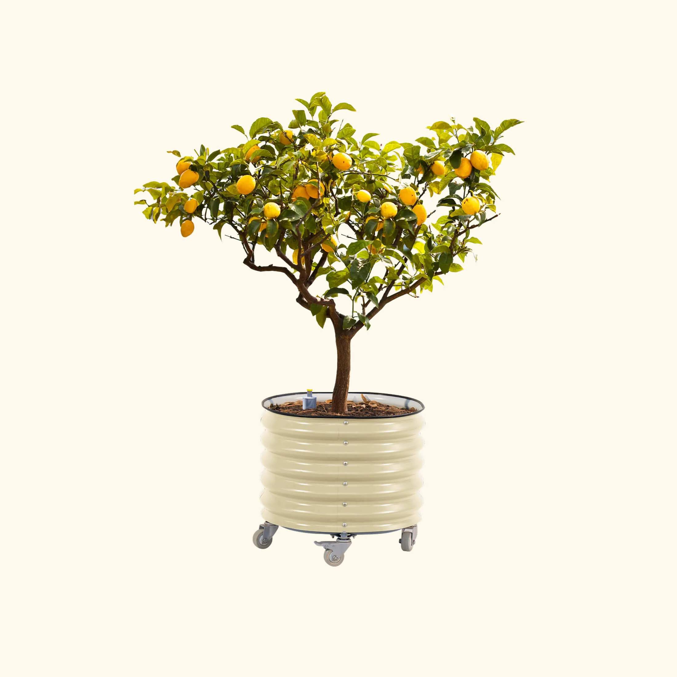 Self-Watering Rolling Citrus Tree Planter 30 Gallon - Gen 2 - Image 4