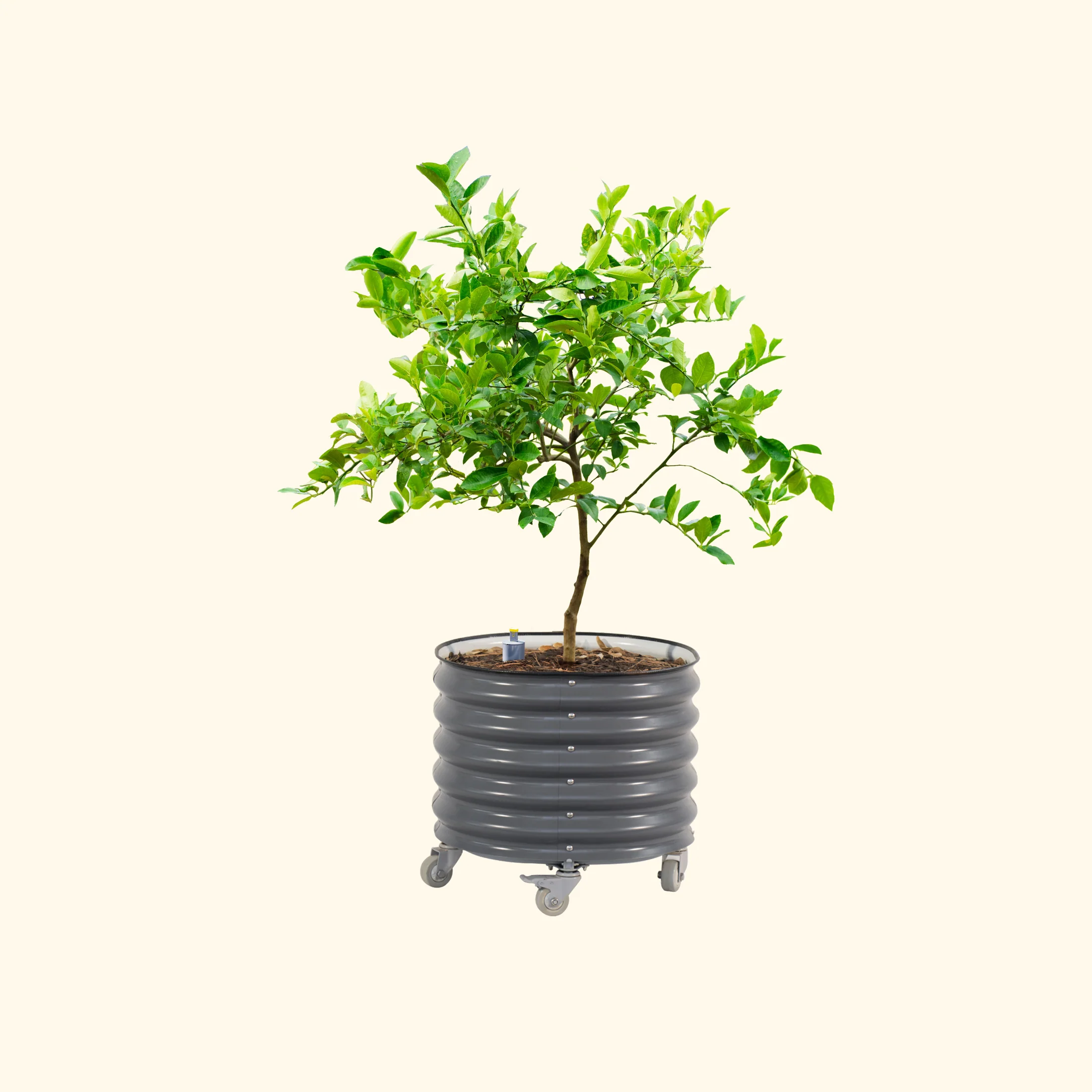 Self-Watering Rolling Citrus Tree Planter 30 Gallon - Gen 2 - Image 5
