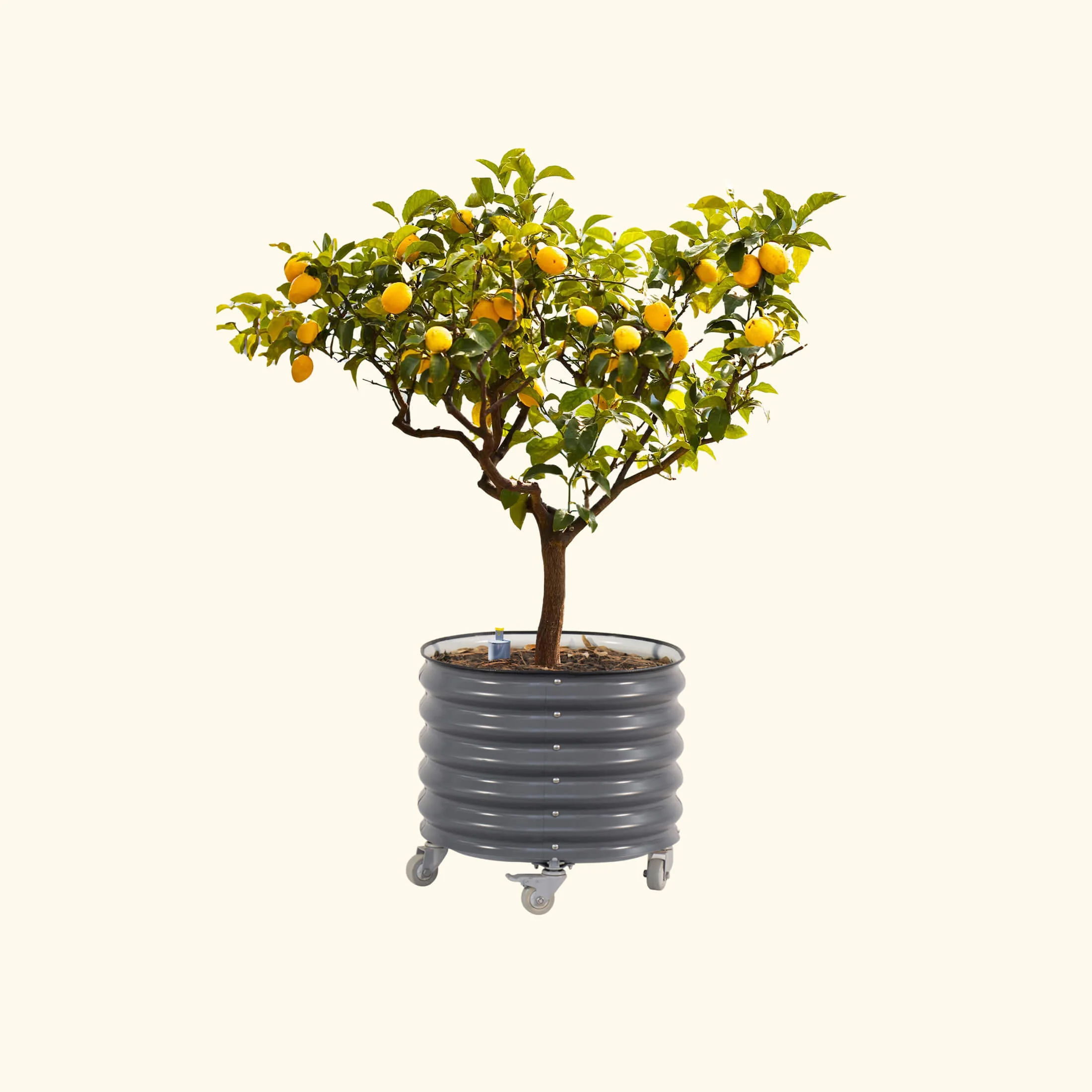 Self-Watering Rolling Citrus Tree Planter 30 Gallon - Gen 2 - Image 6